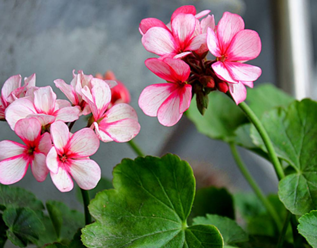 天竺葵如何扦插成活率高？少浇点水，9天长根、开花满盆